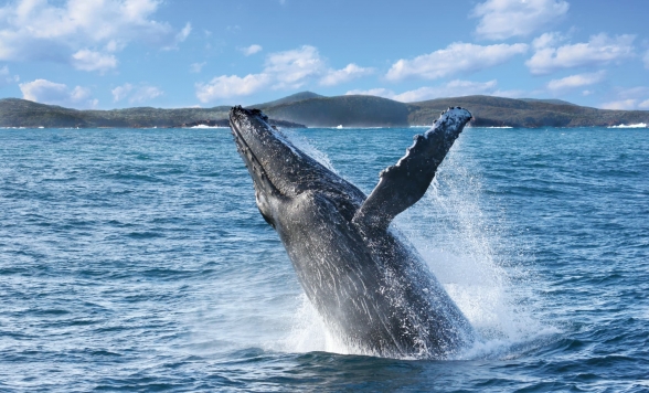2.5時間 クジラウォッチングクルーズ